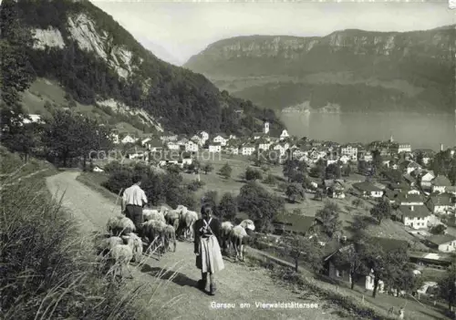 AK / Ansichtskarte Gersau Vierwaldstaettersee SZ Vierwaldstaettersee Schaefer Schafe Ortschaft See Felsen Alpwiesen Hirtin