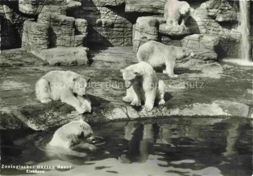 AK / Ansichtskarte BASEL BS Zoologischer-Garten Eisbaeren Zoo Gehege Felsen Wasser