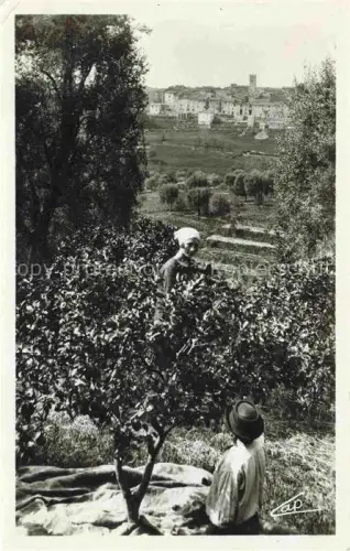 AK / Ansichtskarte Vence-la-Jolie GRAssE 06 Alpes-Maritimes Orangenblueten-Ernte Frauen Maenner Orangenbaeume Olivenbaeume Felder Altstadt Kirchturm