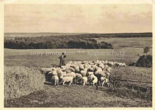 AK / Ansichtskarte Schaeferei Sheperding Bergerie-- Rudolf Pestalozzi Weidende Schafherde 