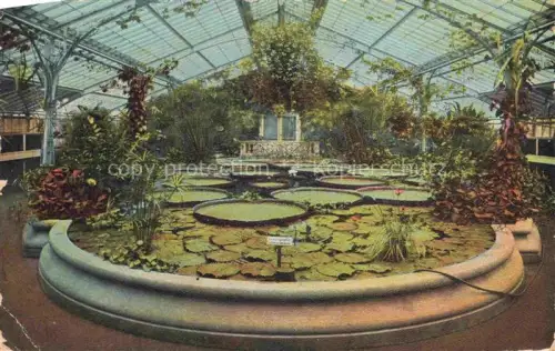 AK / Ansichtskarte FRANKFURT AM MAIN Palmengarten Viktoria-Regia-Haus Gewaechshaus Seerose Wasserlilien Glashaus Palmen Tropenpflanzen