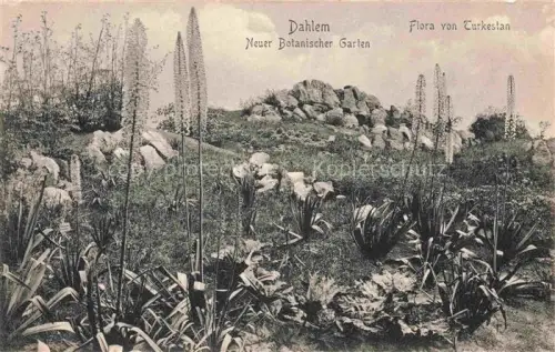 AK / Ansichtskarte Dahlem  STEGLITZ-ZEHLENDORF BERLIN Botanischer-Garten Flora-von-Turkestan Eremurus Pflanzen Felsen Steppe