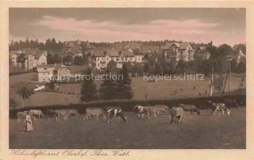 AK / Ansichtskarte Oberhof Thueringen Hoehenluftkurort Thueringer-Wald Kuehe Weide Villen Panorama Baeume
