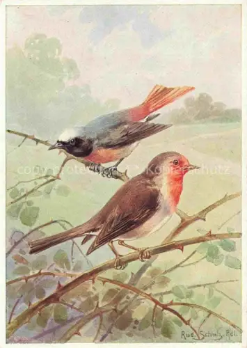 AK / Ansichtskarte SCHULZ Rud. Kuenstlerkarte Rotkehlchen Gartenrotschwanz Erithacus rubecula