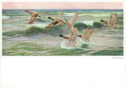 AK / Ansichtskarte OLSZEWSKI K. E. Kuenstlerkarte Aufstehenden Enten 