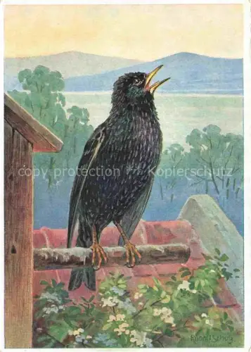 AK / Ansichtskarte SCHULZ Rud. Kuenstlerkarte Star Sturnus vulgaris Storno Vogel 