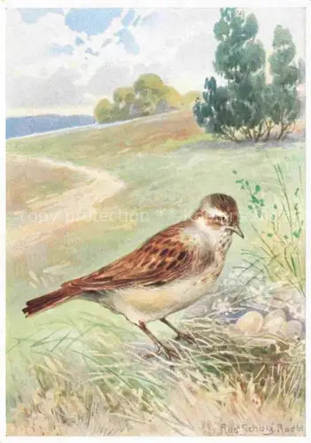 AK / Ansichtskarte SCHULZ Rud. Kuenstlerkarte Heidelerche Farlouse Woodlark Petragnola Vogel