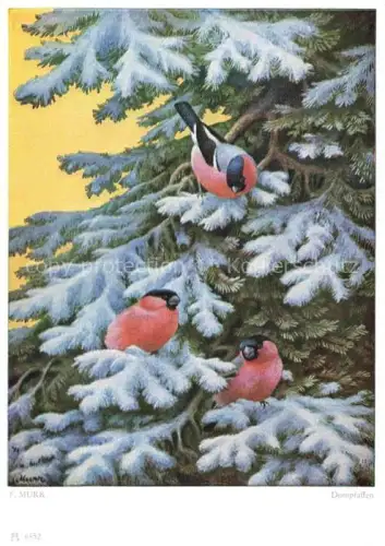AK / Ansichtskarte MURR Franz Kuenstlerkarte Dompfaffen Vogel Muenchen 