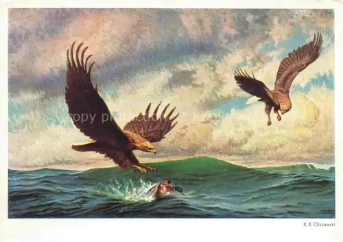 AK / Ansichtskarte OLSZEWSKI K. E. Kuenstlerkarte Jagende Seeadler Ente 