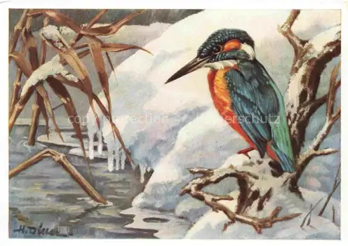 AK / Ansichtskarte DILLER H. Kuenstlerkarte Eisvogel Schutzgemeinschaft deutsches wild Muenchen 