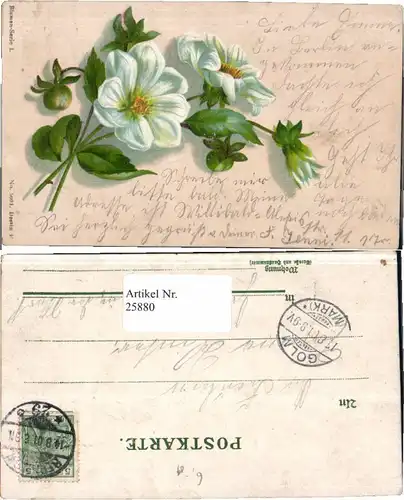 25880;Litho Blumen Gänseblümchen 1900