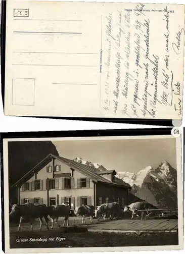 60870,Grosse Scheidegg m. Eger Kühe Kuh  1930