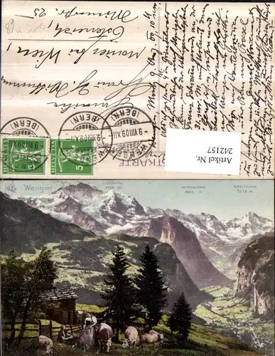 242157,Wengen Sennerei Kühe m. Jungfrau Mittaghorn u. Breithorn Kt Bern