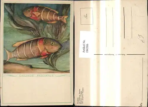 184386,Künstler Ak Chilinus Fasciatus Fisch Fische Der bandirte Brassem 