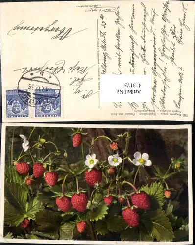 413175,Fragaria vesca Walderdbeere Erdbeeren Früchte