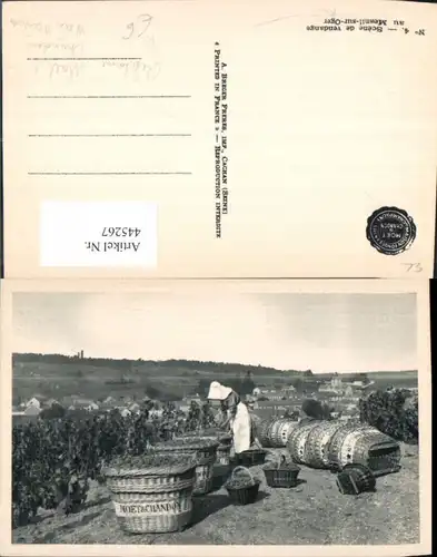 445267,Reklame Moet & Chandon Mesnil-sur-Oger Wein Sekt Weinernte