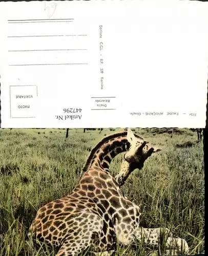 447296,Faune Africaine Afrika Girafe Giraffe Tier