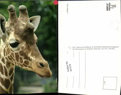447479,Rotterdam Zoo Tier Giraffe Kopf