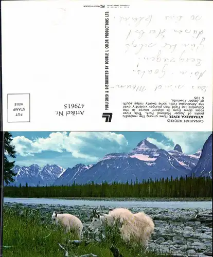 479615,Athabaska River Canadian Rockies Ziegen