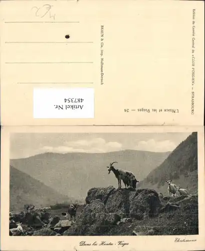 487354,Dans les Hautes Vosges Ziegen Bergziegen