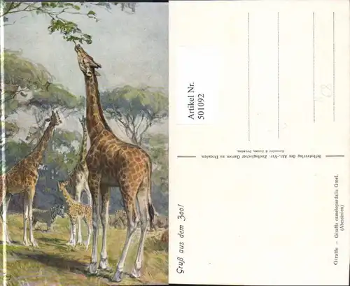 501092,Künstler Ak W. Tag Giraffe Giraffen Abessinien