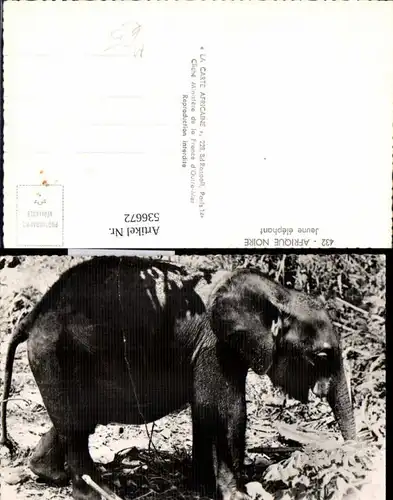536672,Tiere Elefant Jeune Elephant Afrique noire