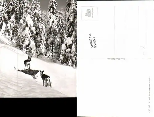 553059,Tiere Rehe Reh Wild Schnee