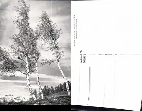 562936,Birken Birke Bäume Baum Schweizerische Pfadfinderinnen