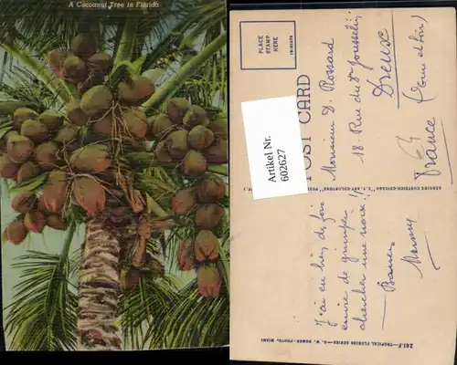 602627,A Cocoanut Tree in Florida Kokosnuss Früchte Obst Kokospalme Baum