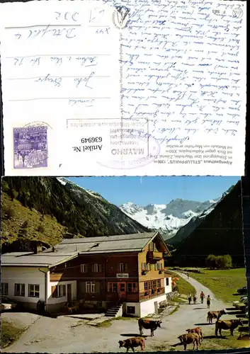 636949,Alpengasthaus Stillupphaus Mayrhofen Zillertal m. Keilbachspitze Kühe Rinder