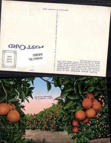 645801,Florida Growing Oranges Orangen Plantagen