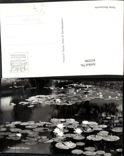 415296,Presseggersee See b. Hermagor Seerosen