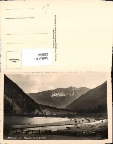 628996,Foto Ak Mallnitz Stappitzersee Kühe Rinder