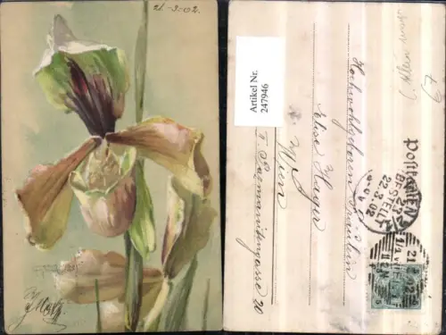 247946,Künstler AK Klein Catharina Blume Orchidee Art