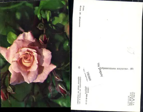 699381 Foto AK Rose Blume