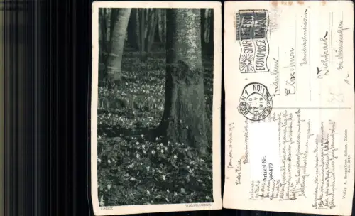 699479 Künstler AK H. Rüedi Waldzauber Baum Wald gel Wichtrach Münsingen pub A. Ruegg-Koch