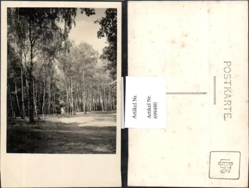 699480 Künstler AK Waldpartie Wald Bäume Birken