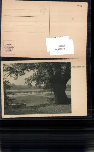 699651 Künstler AK Alter Wächter Baum