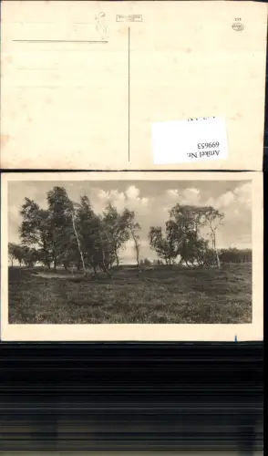 699653 Künstler AK Sturm Birken Bäume Wind