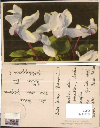 83477,Photochromie Ser 662-1884 Alpenveilchen