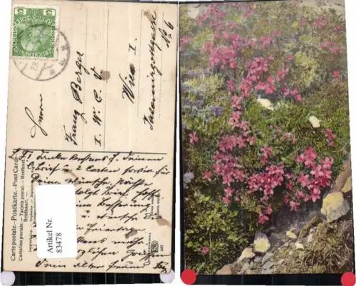 83478,Photochromie Ser 467 Linaria Alpina Blume