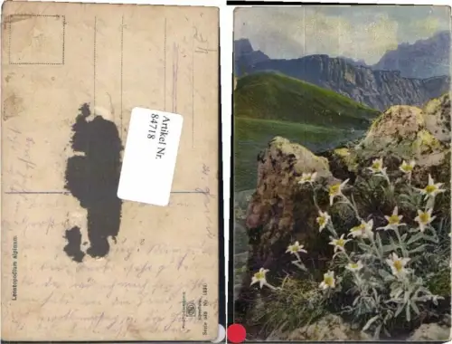 84718,Photochromie Ser. 549-1231 Edelweiss Blumen