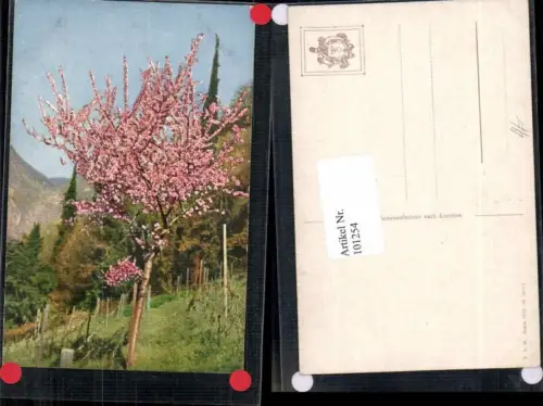 101254,Theo Stroefer 1343 Baum Strauch