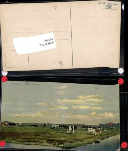 103697,Photochromie Ser 173-3054 Kühe auf der Weide