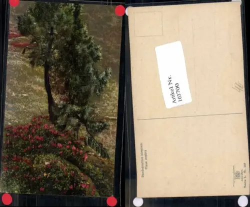 103700,Photochromie Ser L-520 Blume Alpenflora