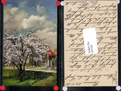 103724,Photochromie Ser 275-4280 Frühling Baum