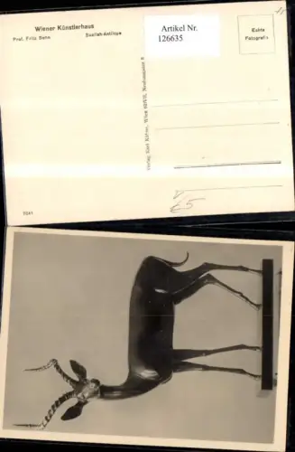 126635,Wiener Künstlerhaus 7841 Suallah-Antilope
