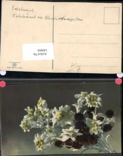 149884,Photochromie Nenke Ostermaier 563-1364 Edelweiss Blume
