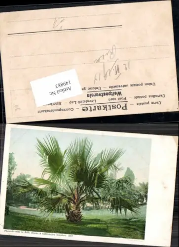 149883,Photochromie Nenke Ostermaier 249 Palme