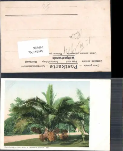 149886,Photochromie Nenke Ostermaier 245 Palme